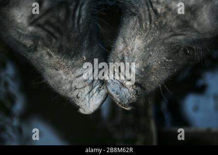 Vietnamesisches schwarzes Schwein mit Bast. Herbivore Schweine. Stockfoto