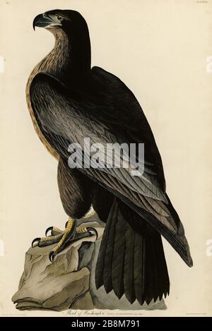 Platte 11 Bird of Washington, from the Birds of America Folio (187-184) von John James Audubon - sehr hohe Auflösung und Qualität bearbeitetes Bild Stockfoto