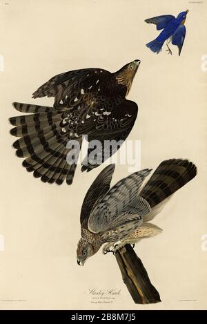 Platte 36 Stanley Hawk (Cooper's Hawk) von The Birds of America Folio (187-184) von John James Audubon, sehr hochauflösendes und qualitativ hochwertiges bearbeitetes Bild Stockfoto