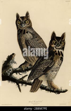 Platte 61 Great Horned Owl, von The Birds of America Folio (187-184) von John James Audubon - sehr hochauflösendes und qualitativ hochwertiges bearbeitetes Bild Stockfoto