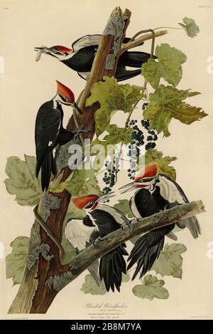 Platte 111 Pileated Woodpecker von The Birds of America Folio (187-184) von John James Audubon - sehr hochauflösendes und qualitativ hochwertiges bearbeitetes Bild Stockfoto