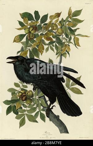 Platte 101 Raven, von The Birds of America Folio (1821-184) von John James Audubon - sehr hochauflösendes und qualitativ hochwertiges bearbeitetes Bild Stockfoto