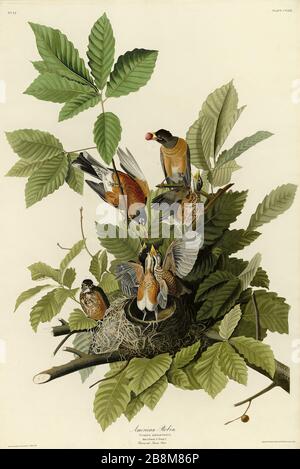 Platte 131 American Robin von The Birds of America Folio (187-184) von John James Audubon - sehr hochauflösendes und qualitativ hochwertiges bearbeitetes Bild Stockfoto