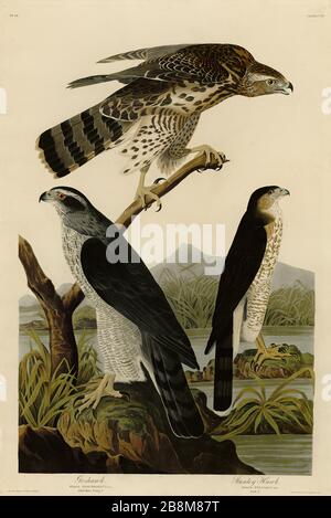 Platte 141 Goshawk und Stanley Hawk (Cooper's Hawk) von den Birds of America Folio (18218-184) John James Audubon - sehr hochauflösendes Qualitätsbild Stockfoto