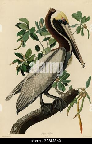 Platte 251 Brown Pelican, von The Birds of America Folio (187-184) von John James Audubon - sehr hohe Auflösung und Qualität bearbeitetes Bild Stockfoto