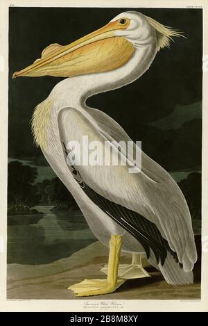 Platte 311 American White Pelican, von The Birds of America Folio (1821-18329) von John James Audubon - sehr hohe Auflösung und Qualität bearbeitetes Bild Stockfoto