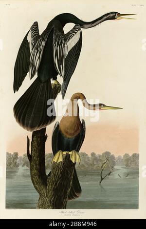 Plate 316 Black-bellied Darter (Anhinga) The Birds of America Folio (187-184) von John James Audubon - sehr hochauflösendes und qualitativ hochwertiges Bild-Editorbild Stockfoto