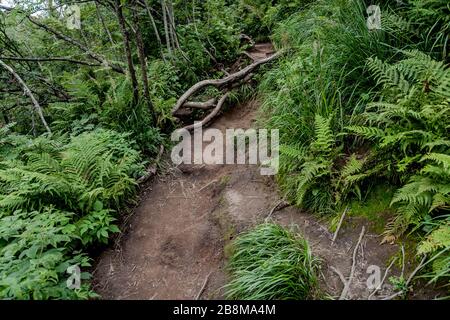 Straße von Widełki durch Bukowe Berdo und Tarnica nach Wołosate im Bieszczady-Gebirge in Polen Stockfoto