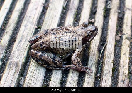 Gemeinsamer Frosch (Rana temporaria) auf hinterer Gartendecke in Didsbury, Manchester, Großbritannien Stockfoto