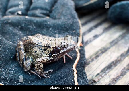 Gemeiner Frosch (Rana temporaria) auf einem Gartenhandschuh auf hinterer Gartendecke in Didsbury, Manchester, Großbritannien Stockfoto