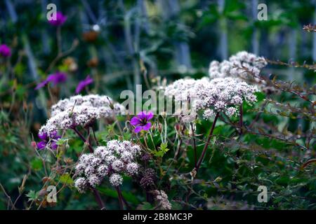 angelica Sylvestris purpurpurea,Garten,Gärten,Blumenkopf,Florett,Florett,florious,Geranium,lila Blumen,RM Floral Stockfoto