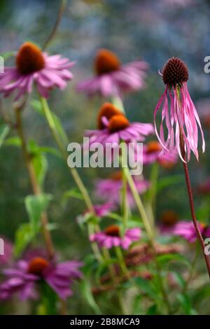 Echinacea pallida, blasslila Koneblume, Koneblumen, Blume, Blumen, Pflanzenporträts, Stauden, gemischter Rand, gemischte Pflanzkombination, RM-Blumenmuster Stockfoto