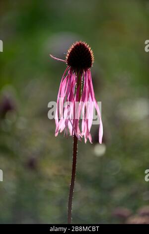 Echinacea pallida, blasslila Koneblume, Koneblumen, Blume, Blumen, Pflanzenporträts, Stauden, gemischter Rand, gemischte Pflanzkombination, RM-Blumenmuster Stockfoto