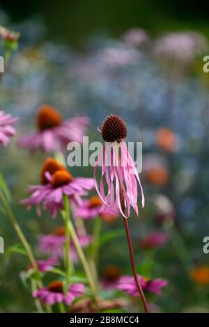 Echinacea pallida, blasslila Koneblume, Koneblumen, Blume, Blumen, Pflanzenporträts, Stauden, gemischter Rand, gemischte Pflanzkombination, RM-Blumenmuster Stockfoto