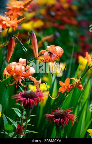 lilium lancifolium tigrinum splendens,crocosmia,monarda,rot orange gelbe Blumen,gesprenkelte Markierungen,closeup,Blumen,Pflanzenporträts,Blumenzwiebeln,oder Stockfoto