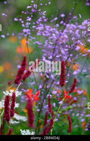 Persicaria amplexicaulis Fat Domino, rote Blume, Blüte, Blumen, mehrjährige, gemischte Grenze, Thalictrum delayvi, Display, Farbe, Farbe, RM Floral Stockfoto