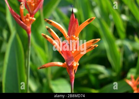 Singapur - 5. Januar 2019: Eine exotische Blume auf der Insel Sentosa Stockfoto