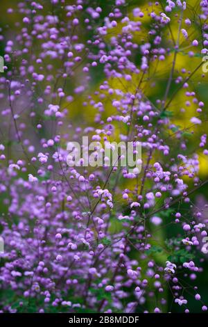 Thalictrum delavayi, Wiesenraute, lila, lila, Blume, Blütenknospen, ungeöffnet, fast offen, Blumen, blühend, mehrjährig, gelbe Rudbeckia im Hintergrund, gelb Stockfoto