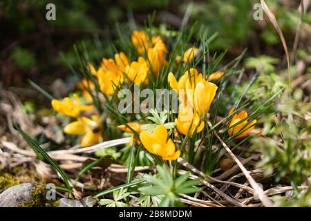 Leuchtend gelber Krokus bei Sonnenschein im Frühling mit verschwommenem Hintergrund. Hochwinkelige Ansicht, Nahaufnahme. Stockfoto