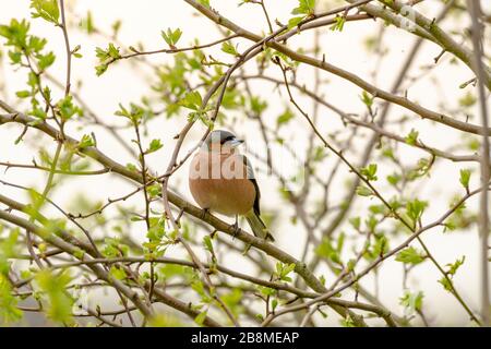 Im Frühjahr auf einem Ast aufschraffinchen Stockfoto
