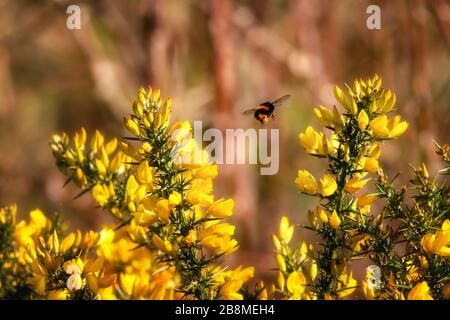 Hummeln, die an einem schönen Frühlingstag über leuchtend gelbe Gorsblumen fliegen, Sun Lane Nature Reserve, Burley-in-Wharfedale, Großbritannien Stockfoto