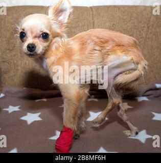 Patellar-Luxus bei Hund. Chirurgische Korrektur Stockfoto