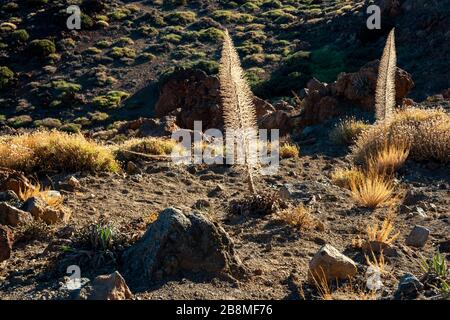 Echium wildpretii vipers bugloss: Tajinaste in Las Canadas, Parque Nacional del Teide, Tenera, Kanarische Inseln, Spanien Stockfoto