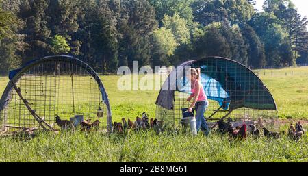Frau füttert Freireichhühner Stockfoto