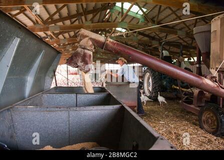 Männlicher Landwirt, der Futtermaschine Stockfoto