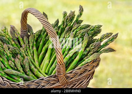 Spargel. Frischer Asparagus. Grüner Asparagus Eingepickt. Bunte grüne Spargel im Korb, Draufsicht - Bild Stockfoto