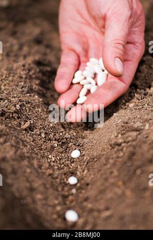 Die Hand, die Bohnensamen aus dem Mark im Gemüsegarten anpflanzen soll. Hand wachsende Samen von Gemüse auf säen Böden bei Gartenmetapher Gartenarbeit, Landwirtschaft c Stockfoto