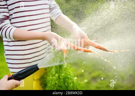 Nahaufnahme von Childs Hand, die einen Haufen frischer organischer Karotten unter strömendem Wasser waschen. Kind erntet Gemüse in einem Garten. Frische, gesunde Lebensmittel für Stockfoto