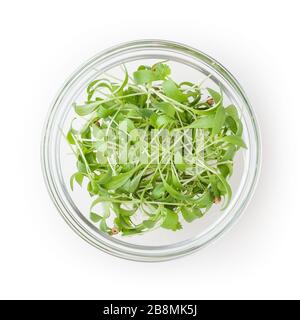 Mikro-Grüns-Koriandersprossen in Glasküssel isoliert auf weißem Hintergrund mit Schneideweg Stockfoto