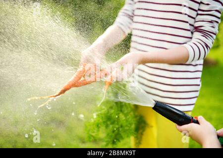 Nahaufnahme von Childs Hand, die einen Haufen frischer organischer Karotten unter strömendem Wasser waschen. Kind erntet Gemüse in einem Garten. Frische, gesunde Lebensmittel für Stockfoto