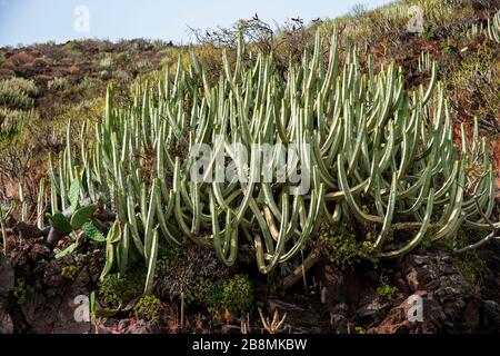 Euphorbia Canariensis (Spurge) Kakteen, die in ariden vulkanischen Böden der Kanarischen Inseln im Süden von Teneras wachsen. Stockfoto