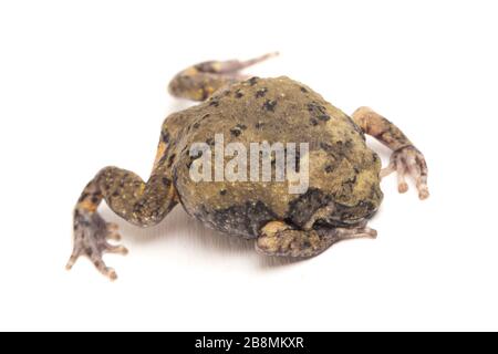 Gebänderter Bullfrosch oder asiatische Schmalmaulkröten, die er auch mit Keulen oder Blasenfrosch kennt dieser Frosch ist in Südost-Asien heimisch, isoliert auf weißem Grund Stockfoto