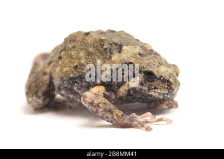 Gebänderter Bullfrosch oder asiatische Schmalmaulkröten, die er auch mit Keulen oder Blasenfrosch kennt dieser Frosch ist in Südost-Asien heimisch, isoliert auf weißem Grund Stockfoto
