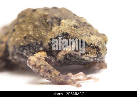 Gebänderter Bullfrosch oder asiatische Schmalmaulkröten, die er auch mit Keulen oder Blasenfrosch kennt dieser Frosch ist in Südost-Asien heimisch, isoliert auf weißem Grund Stockfoto
