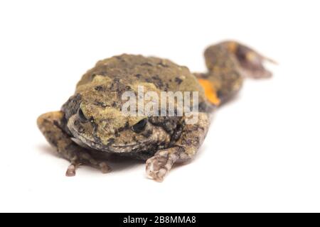 Gebänderter Bullfrosch oder asiatische Schmalmaulkröten, die er auch mit Keulen oder Blasenfrosch kennt dieser Frosch ist in Südost-Asien heimisch, isoliert auf weißem Grund Stockfoto