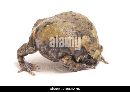 Gebänderter Bullfrosch oder asiatische Schmalmaulkröten, die er auch mit Keulen oder Blasenfrosch kennt dieser Frosch ist in Südost-Asien heimisch, isoliert auf weißem Grund Stockfoto