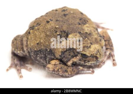 Gebänderter Bullfrosch oder asiatische Schmalmaulkröten, die er auch mit Keulen oder Blasenfrosch kennt dieser Frosch ist in Südost-Asien heimisch, isoliert auf weißem Grund Stockfoto