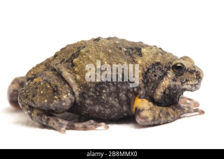 Gebänderter Bullfrosch oder asiatische Schmalmaulkröten, die er auch mit Keulen oder Blasenfrosch kennt dieser Frosch ist in Südost-Asien heimisch, isoliert auf weißem Grund Stockfoto