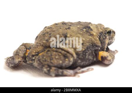 Gebänderter Bullfrosch oder asiatische Schmalmaulkröten, die er auch mit Keulen oder Blasenfrosch kennt dieser Frosch ist in Südost-Asien heimisch, isoliert auf weißem Grund Stockfoto