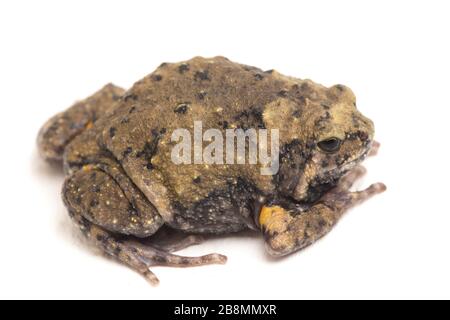 Gebänderter Bullfrosch oder asiatische Schmalmaulkröten, die er auch mit Keulen oder Blasenfrosch kennt dieser Frosch ist in Südost-Asien heimisch, isoliert auf weißem Grund Stockfoto