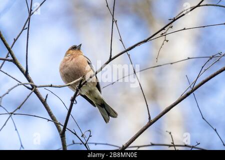 Gemeinsamer Chaffinch (Fringilla Coelebs), der auf einem Zweig sitzt Stockfoto