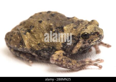 Gebänderter Bullfrosch oder asiatische Schmalmaulkröten, die er auch mit Keulen oder Blasenfrosch kennt dieser Frosch ist in Südost-Asien heimisch, isoliert auf weißem Grund Stockfoto