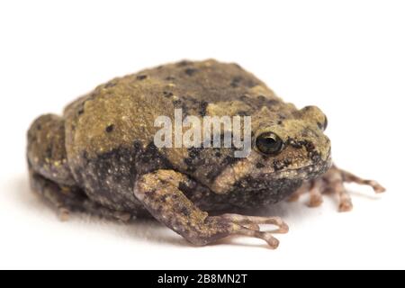 Gebänderter Bullfrosch oder asiatische Schmalmaulkröten, die er auch mit Keulen oder Blasenfrosch kennt dieser Frosch ist in Südost-Asien heimisch, isoliert auf weißem Grund Stockfoto