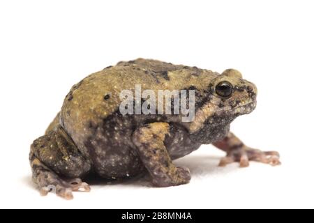 Gebänderter Bullfrosch oder asiatische Schmalmaulkröten, die er auch mit Keulen oder Blasenfrosch kennt dieser Frosch ist in Südost-Asien heimisch, isoliert auf weißem Grund Stockfoto