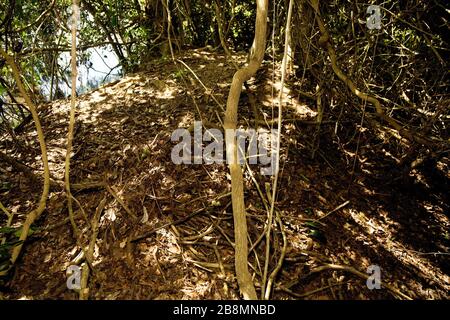 Sammeln von Eiern von Alligator-Mitleid-swampland, Caiman Crocodilus yacare, Corumbá, Mato Grosso do Sul, Brasilien Stockfoto