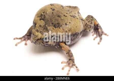 Gebänderter Bullfrosch oder asiatische Schmalmaulkröten, die er auch mit Keulen oder Blasenfrosch kennt dieser Frosch ist in Südost-Asien heimisch, isoliert auf weißem Grund Stockfoto